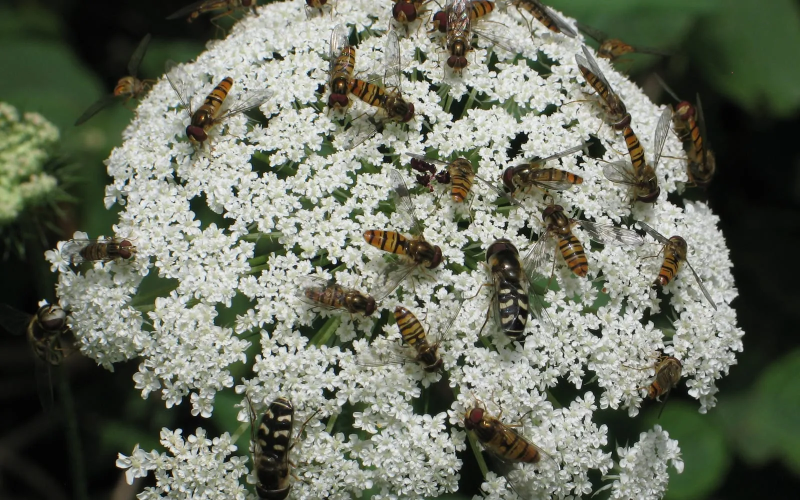 About twenty orange and black hoverflies feeding together on a single white compound flower head of wild carrot