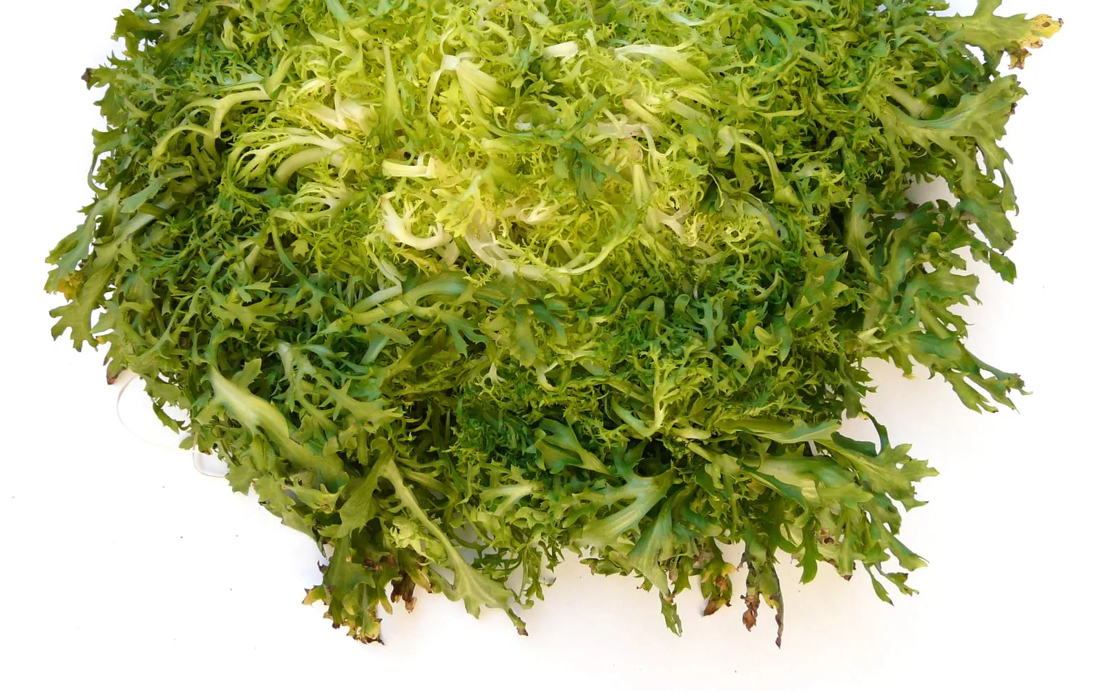 A head of curly endive, the finely cut leaves fading from green at the edge to blanched cream at the heart