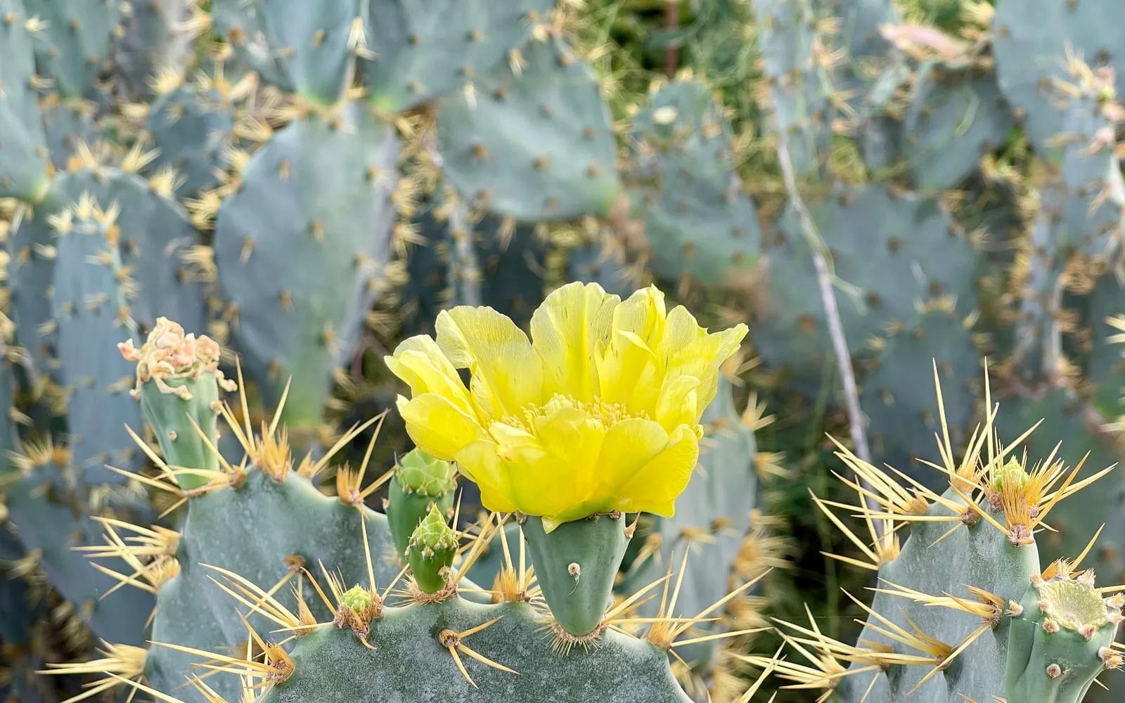 A large yellow flower open on an Engelmann's prickly pear pad, surrounded by spine-covered pads