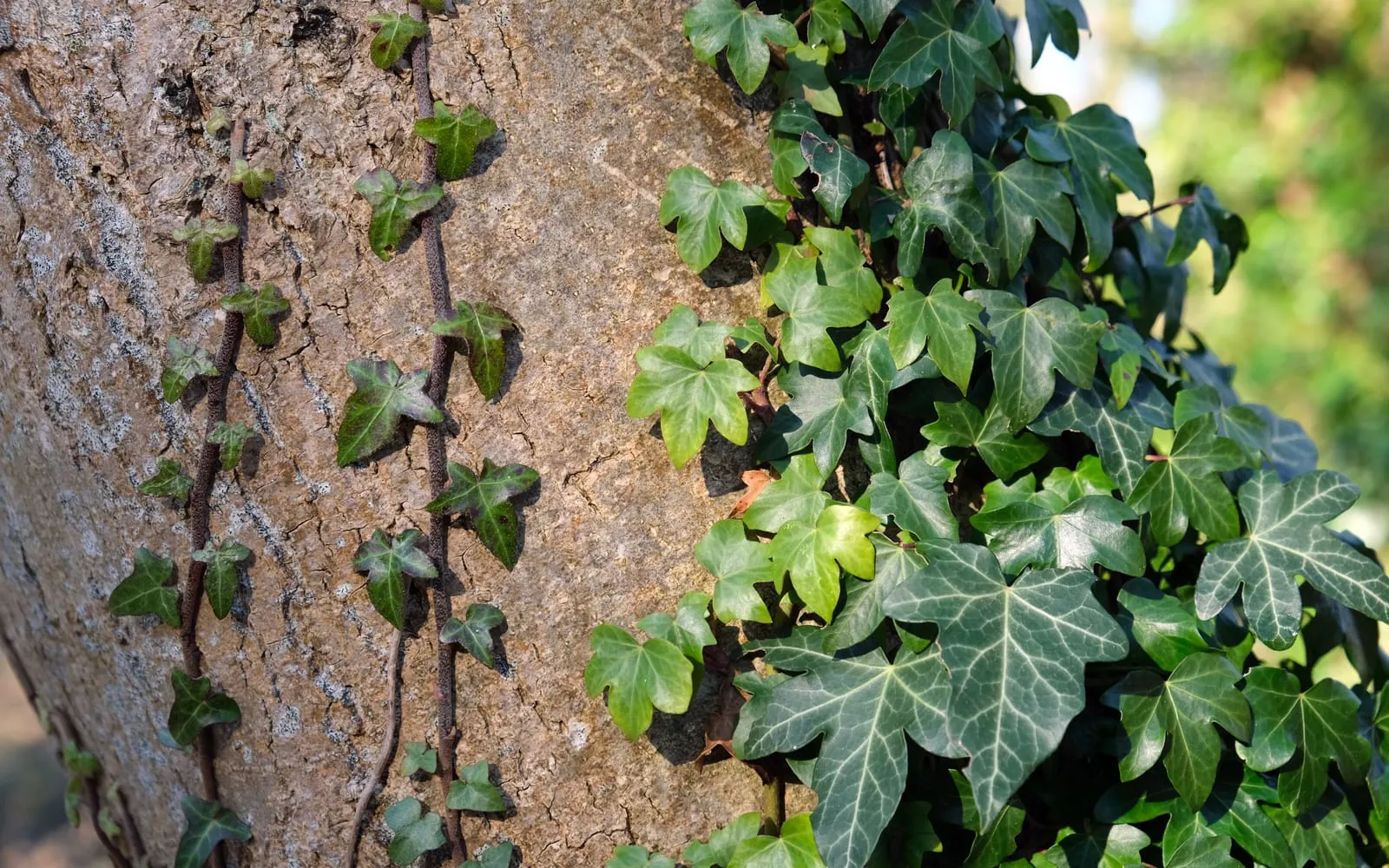 Lobed green ivy leaves climbing a tree trunk, with thin stems gripping the bark