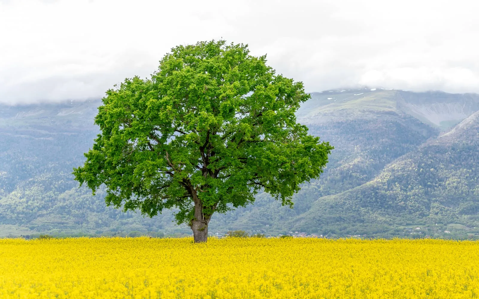 A solitary broad-crowned oak in fresh spring leaf standing in a field of yellow rapeseed