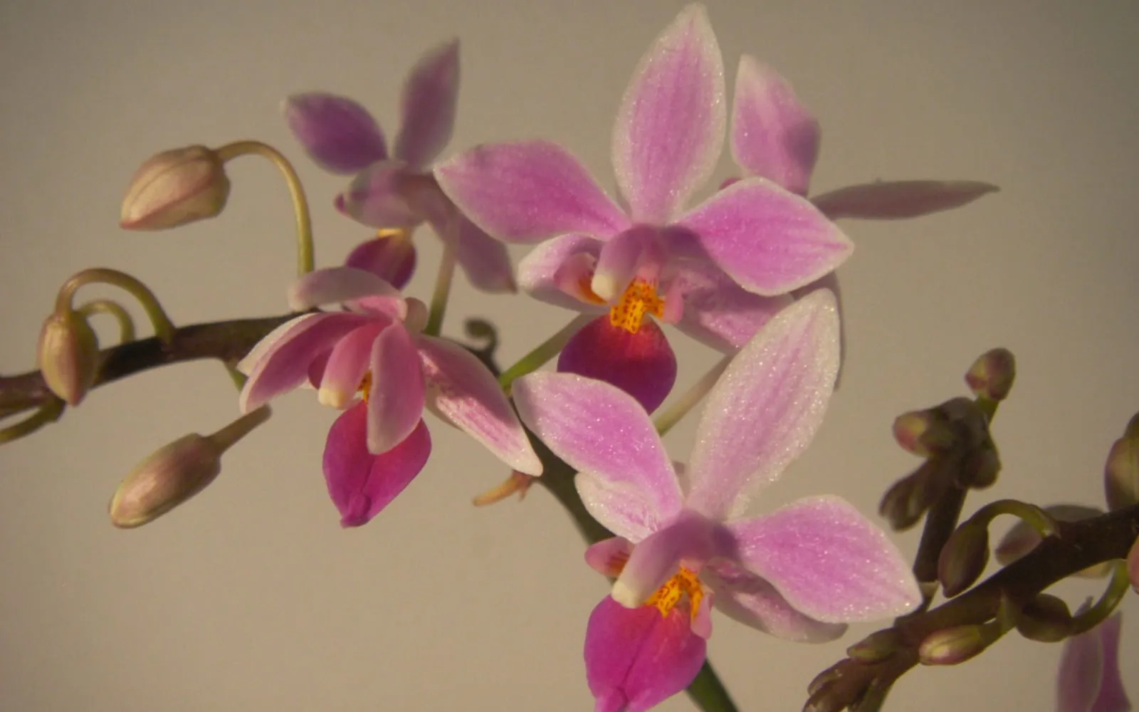Clustered pink equestris orchid flowers with a deep magenta lip, held on a branching spike