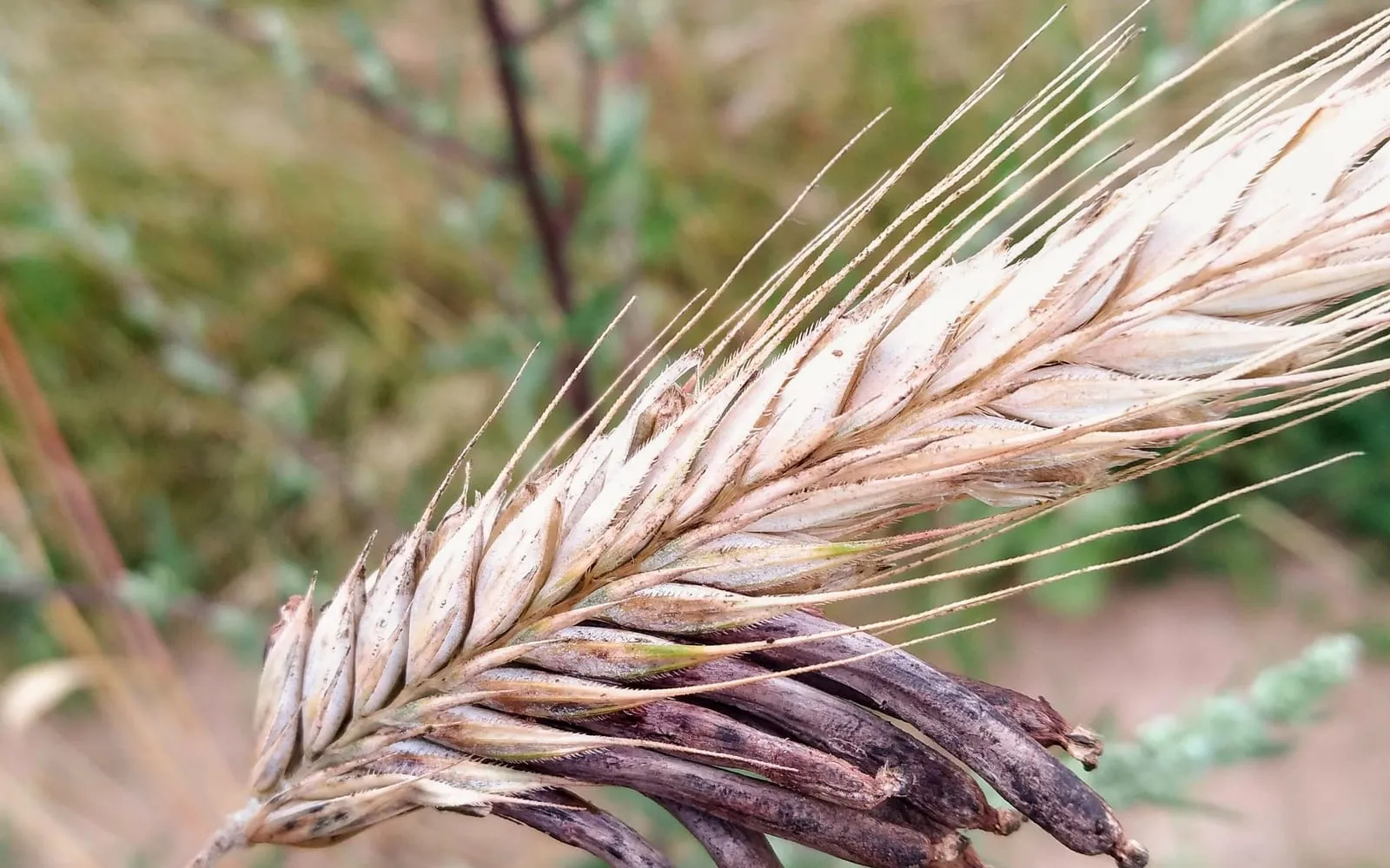 A ripe rye ear with a row of hard, curved, dark purple-brown bodies standing well out beyond the pale husks where grains should be