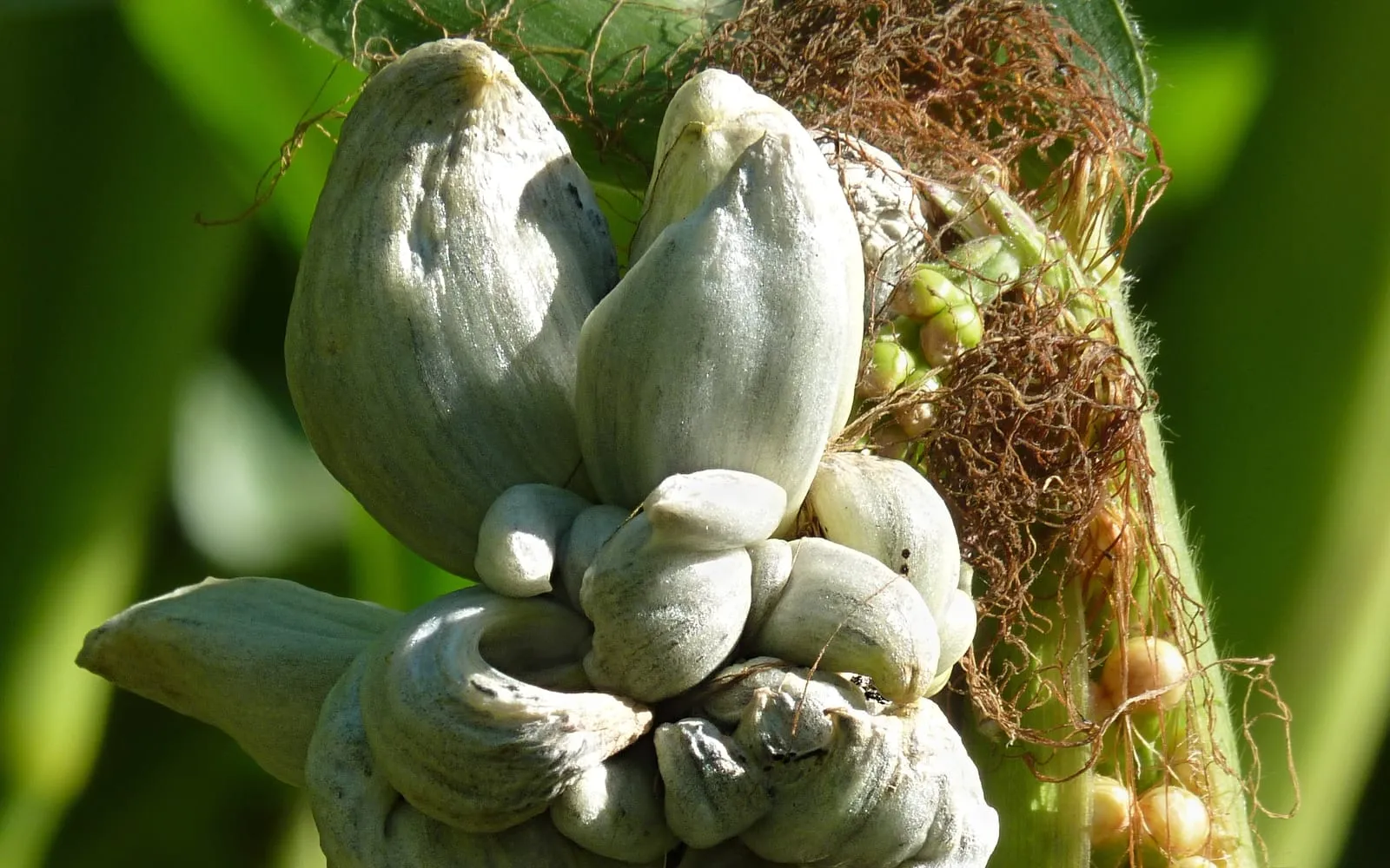 A sweetcorn cob with several large smooth silver-grey swollen galls at its tip, with normal green kernels and brown silks visible beside them