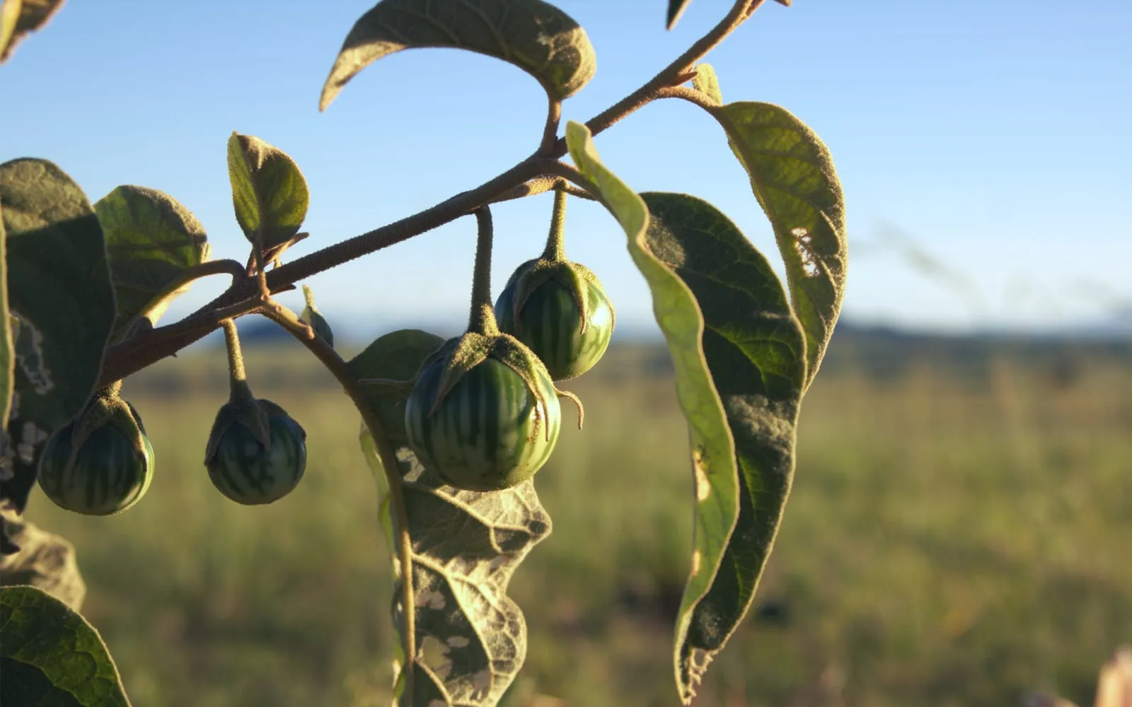 Green striped Ethiopian eggplants hanging along a branch against an open sky