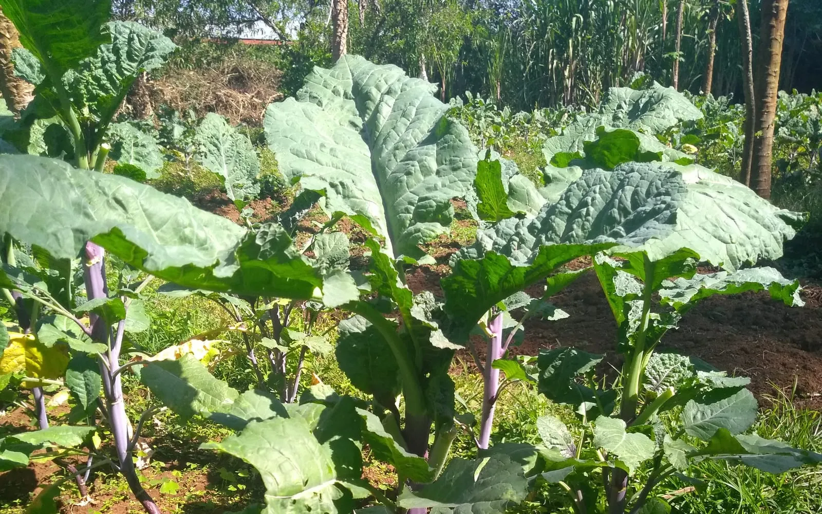 An Ethiopian mustard plant in an Ethiopian garden, with broad leaves and flowering spikes