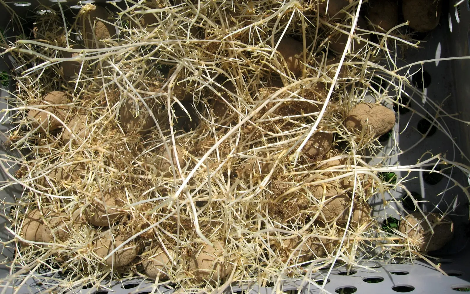 A crate of stored potatoes covered in long thin colourless sprouts tangled together