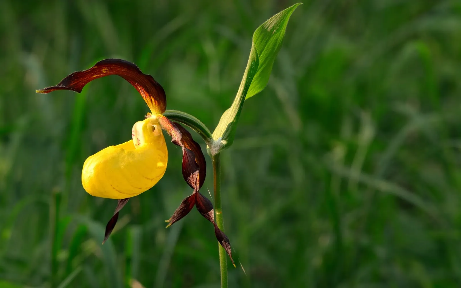 A Eurasian lady's-slipper orchid flower with a bright yellow pouch and twisted dark red-brown petals