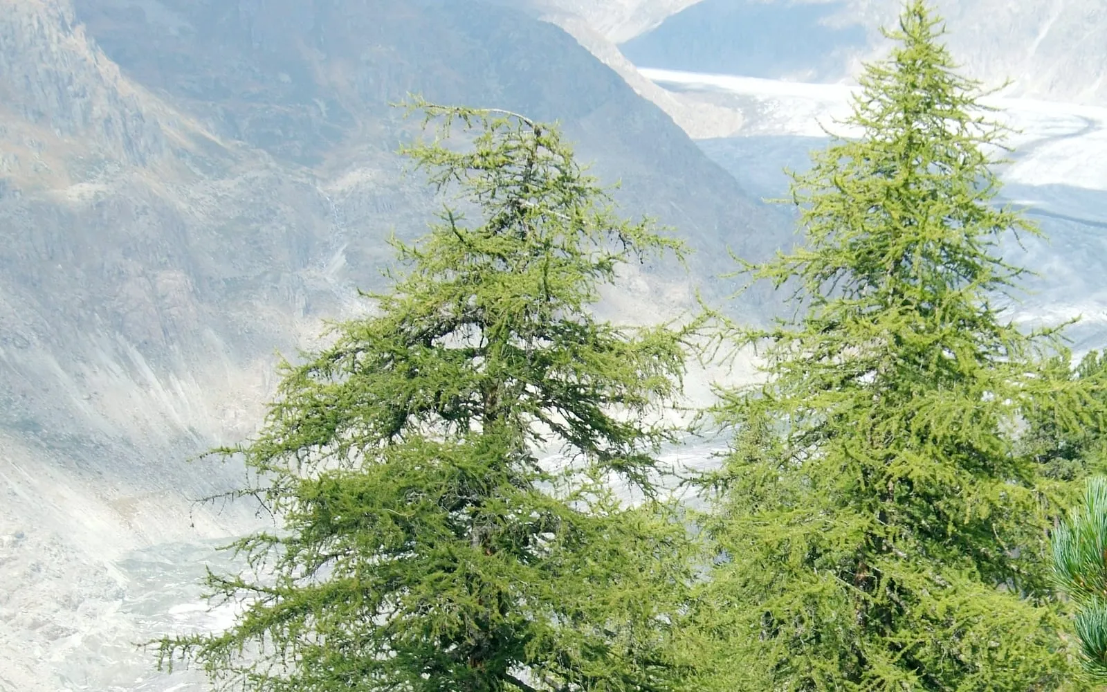 Two narrowly conical European larch trees with an open crown and drooping side branches, growing on an alpine slope above a glacier.