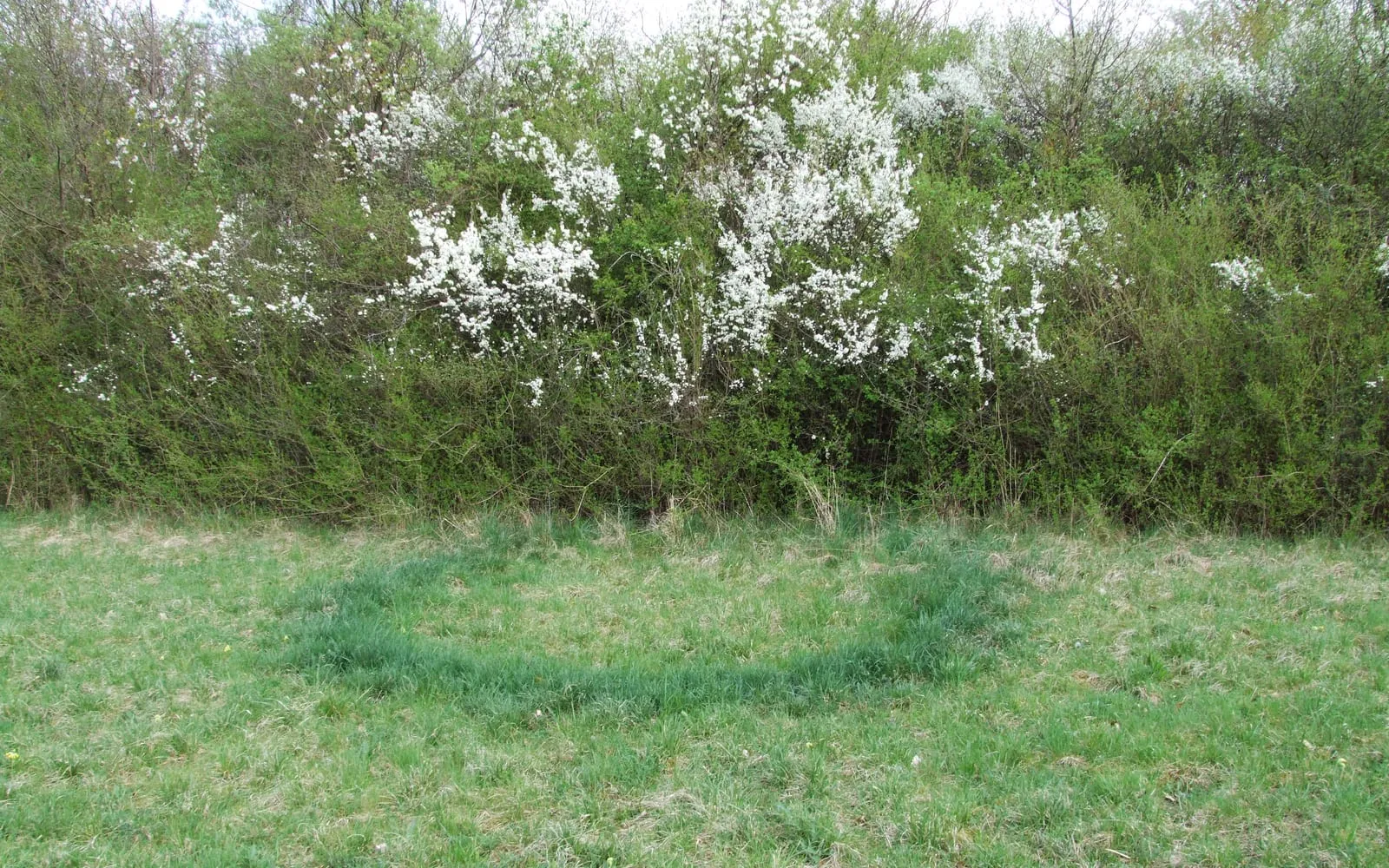 A broad arc of dark green grass curving through paler, thinner meadow turf, with blackthorn in flower along the hedge behind