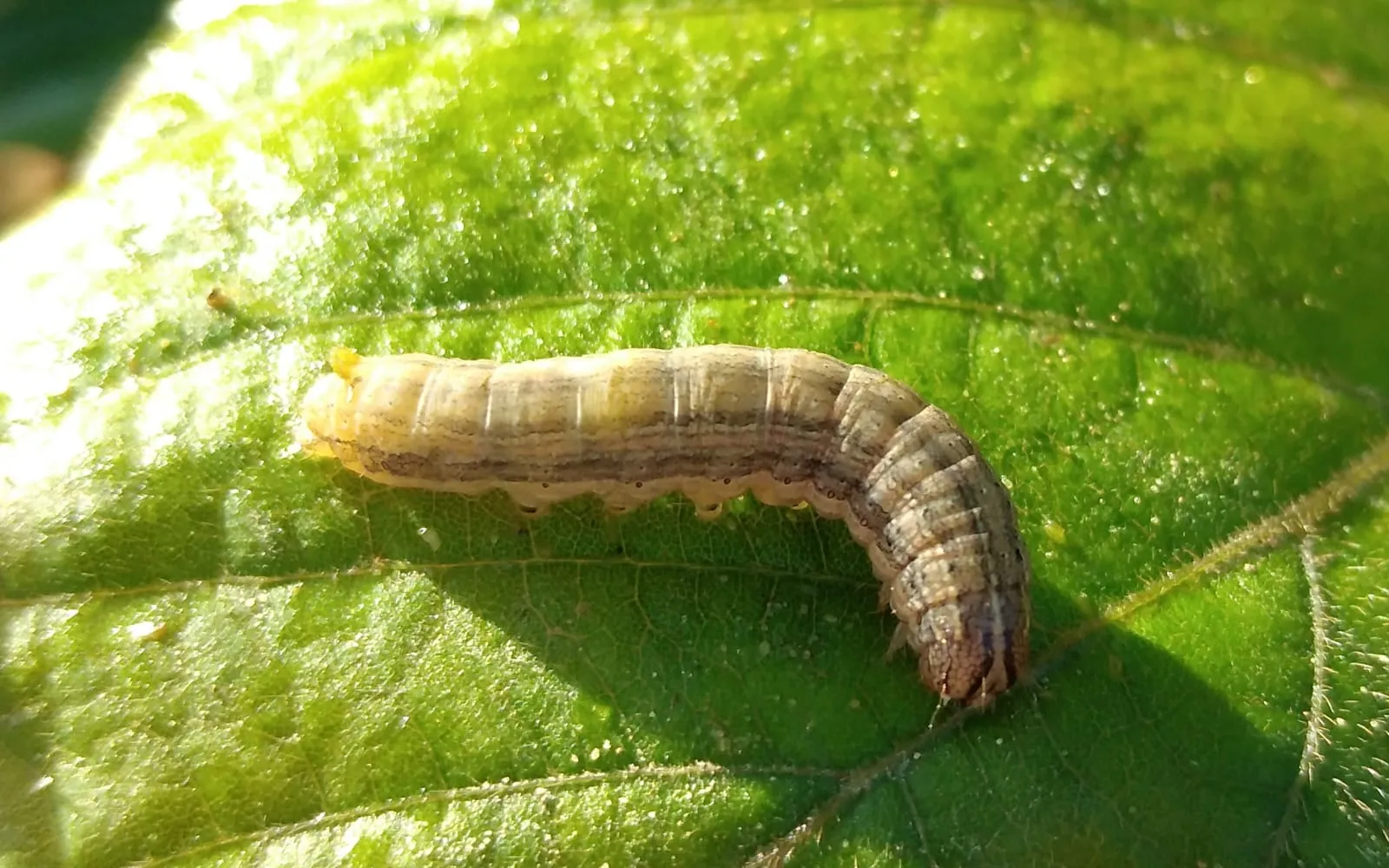 A pale brown caterpillar with dark lengthwise stripes and rows of small dark bumps, curled on a sunlit green leaf