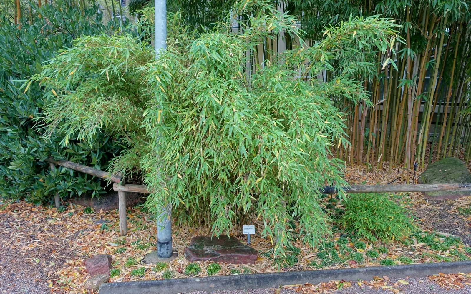 An arching clump of umbrella bamboo with fine green leaves, growing beside taller bamboo canes