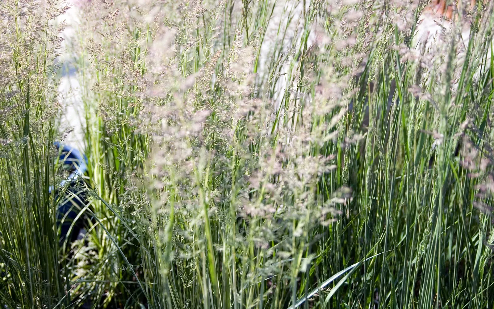 Dense clumps of feather reed grass with narrow upright green blades and feathery pinkish-bronze flower plumes rising above the foliage