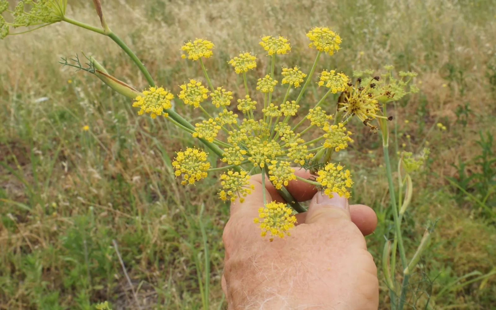 A hand holding a fennel flower head with domed umbels of tiny yellow flowers and thread-like green foliage