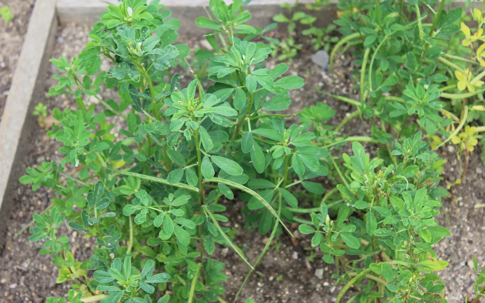 Fenugreek plants growing in a bed, with clover-like trifoliate leaves