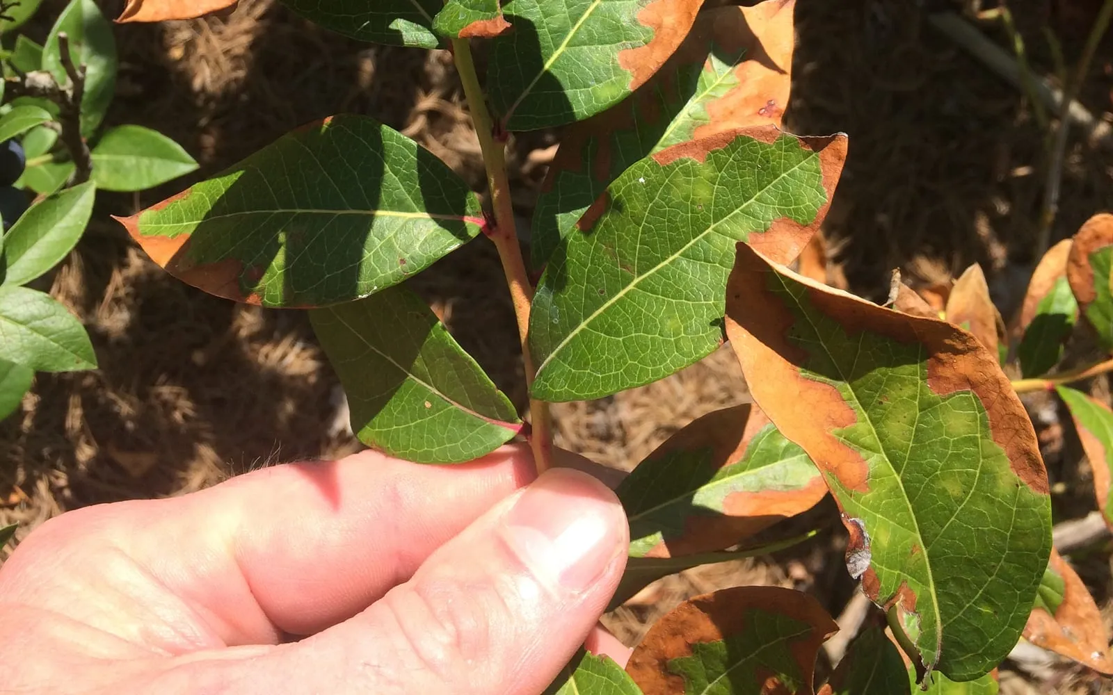 A blueberry shoot held in a hand, its leaves brown and dead from the margins inward with a sharp line where the green tissue starts