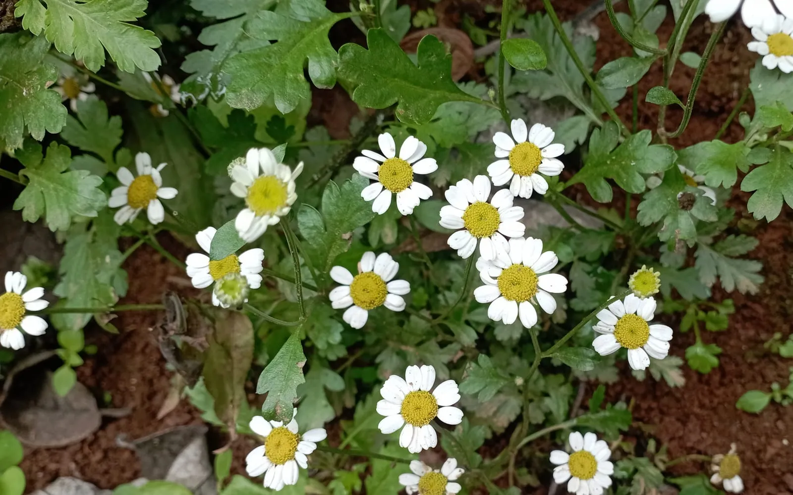 Small white daisy-like feverfew flowers with yellow centres above bright green divided leaves