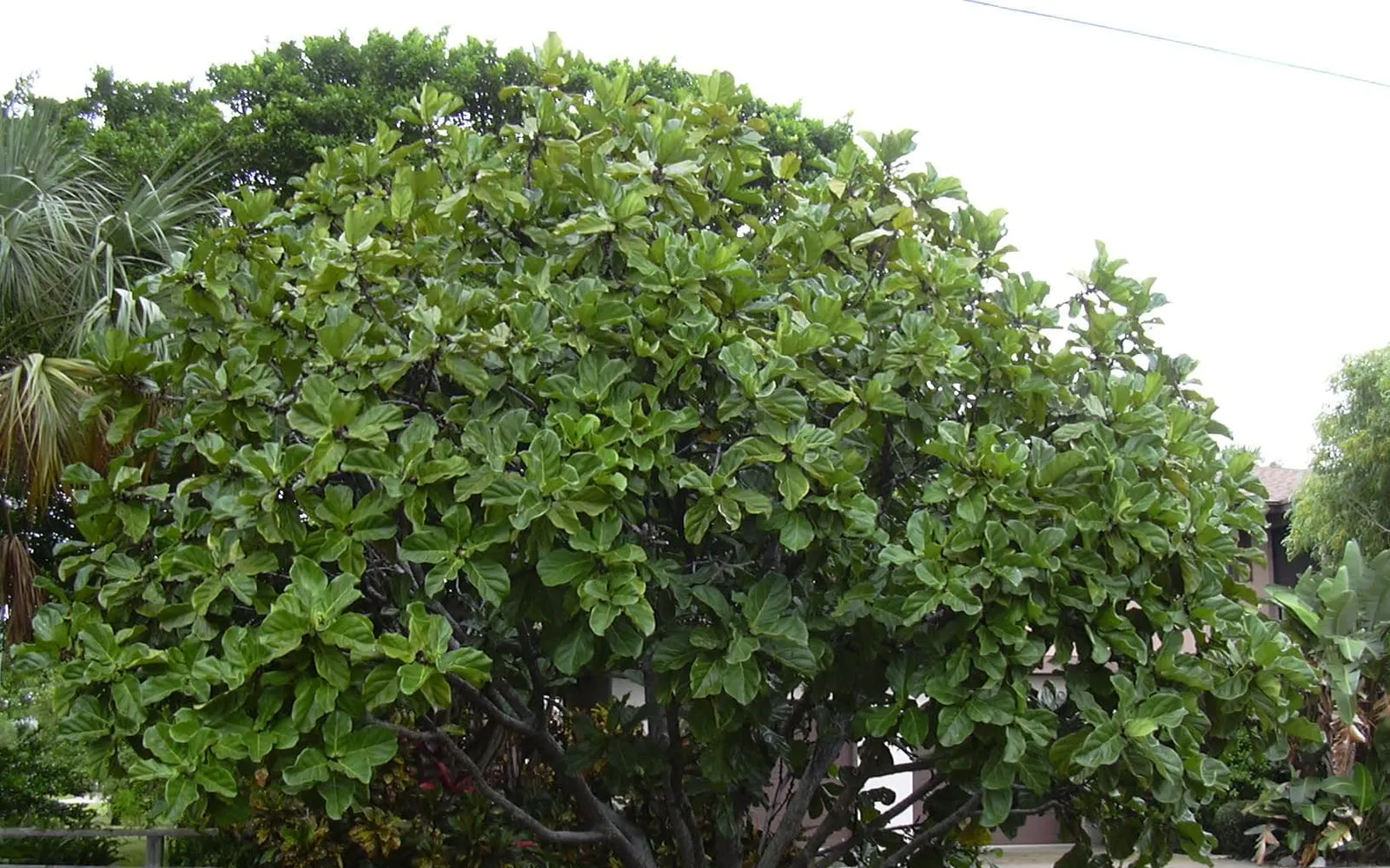 A fiddle leaf fig showing its large violin-shaped leathery leaves