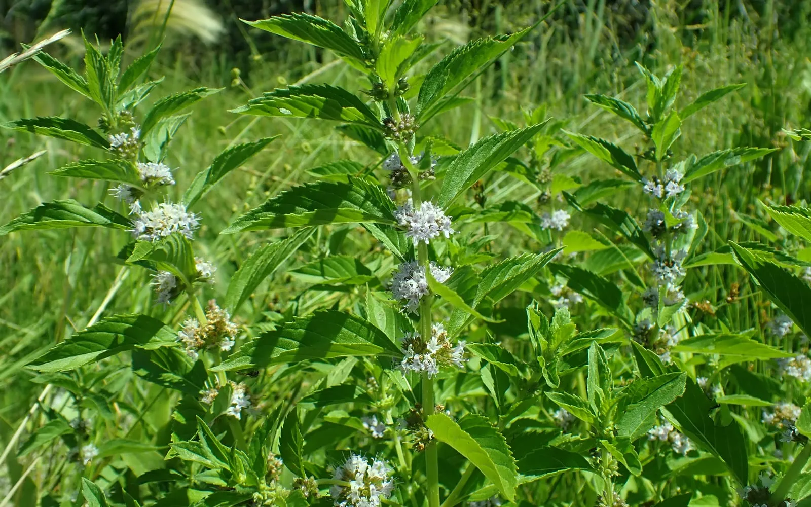 Field mint in flower, with pale lilac whorls sitting in the leaf axils up the stem