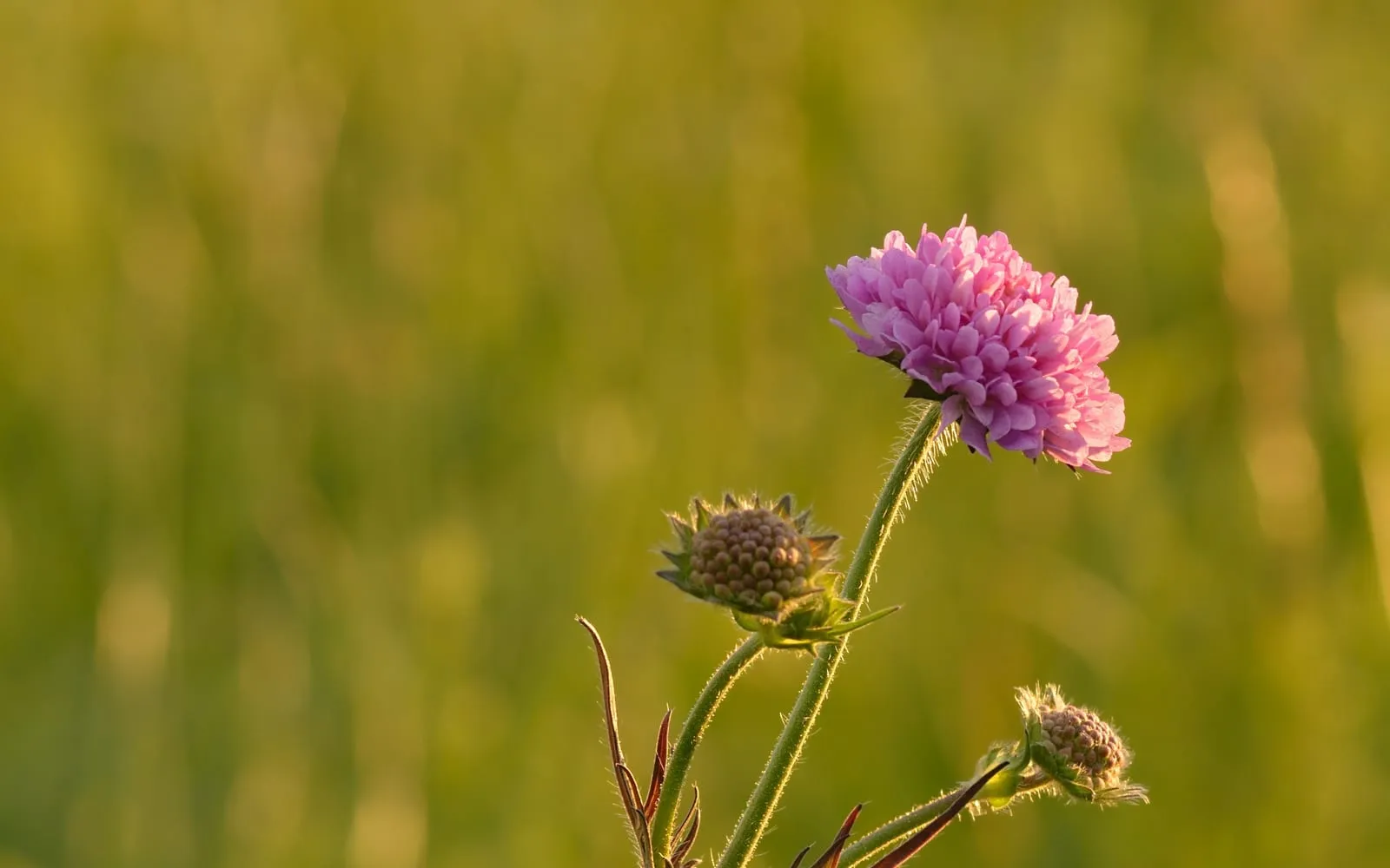 A lilac-blue pincushion flower of field scabious on a wiry stem, with unopened buds beside it