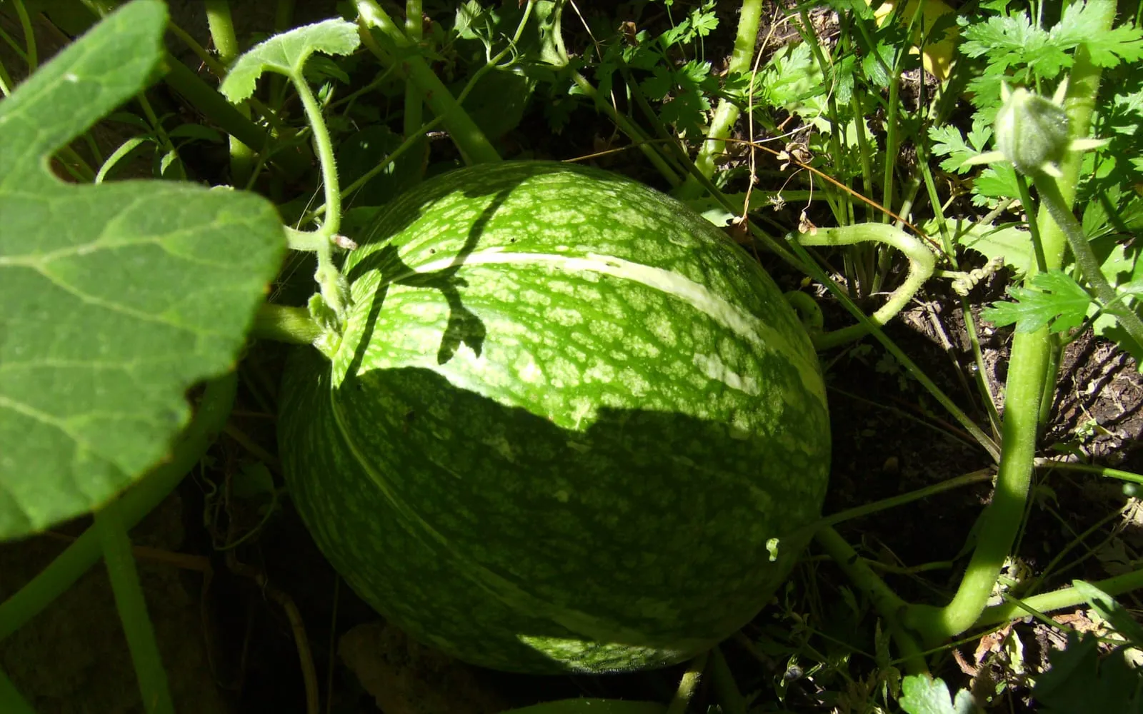 A fig-leaf gourd ripening on the ground, round and mottled green and white, beside one of the lobed leaves that name it