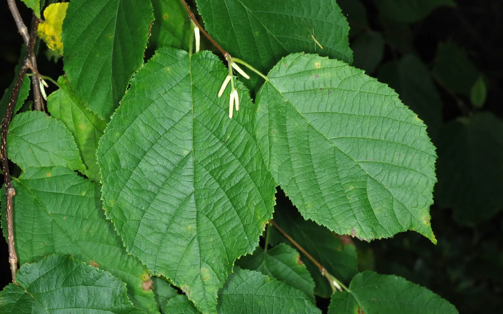 Filbert foliage with developing nuts at the shoot tips