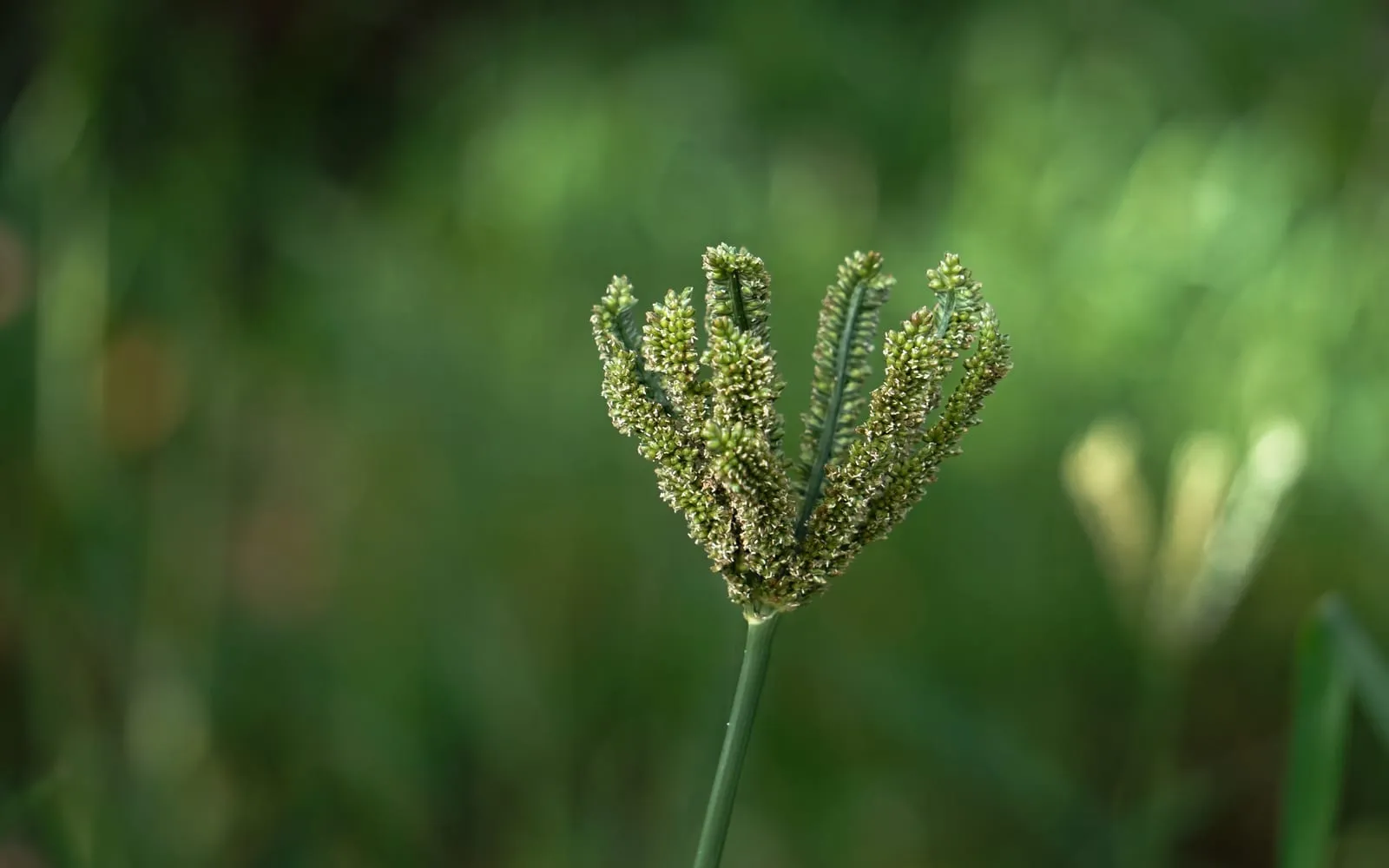 A finger millet head with several thick spikes radiating from one point and curling inward