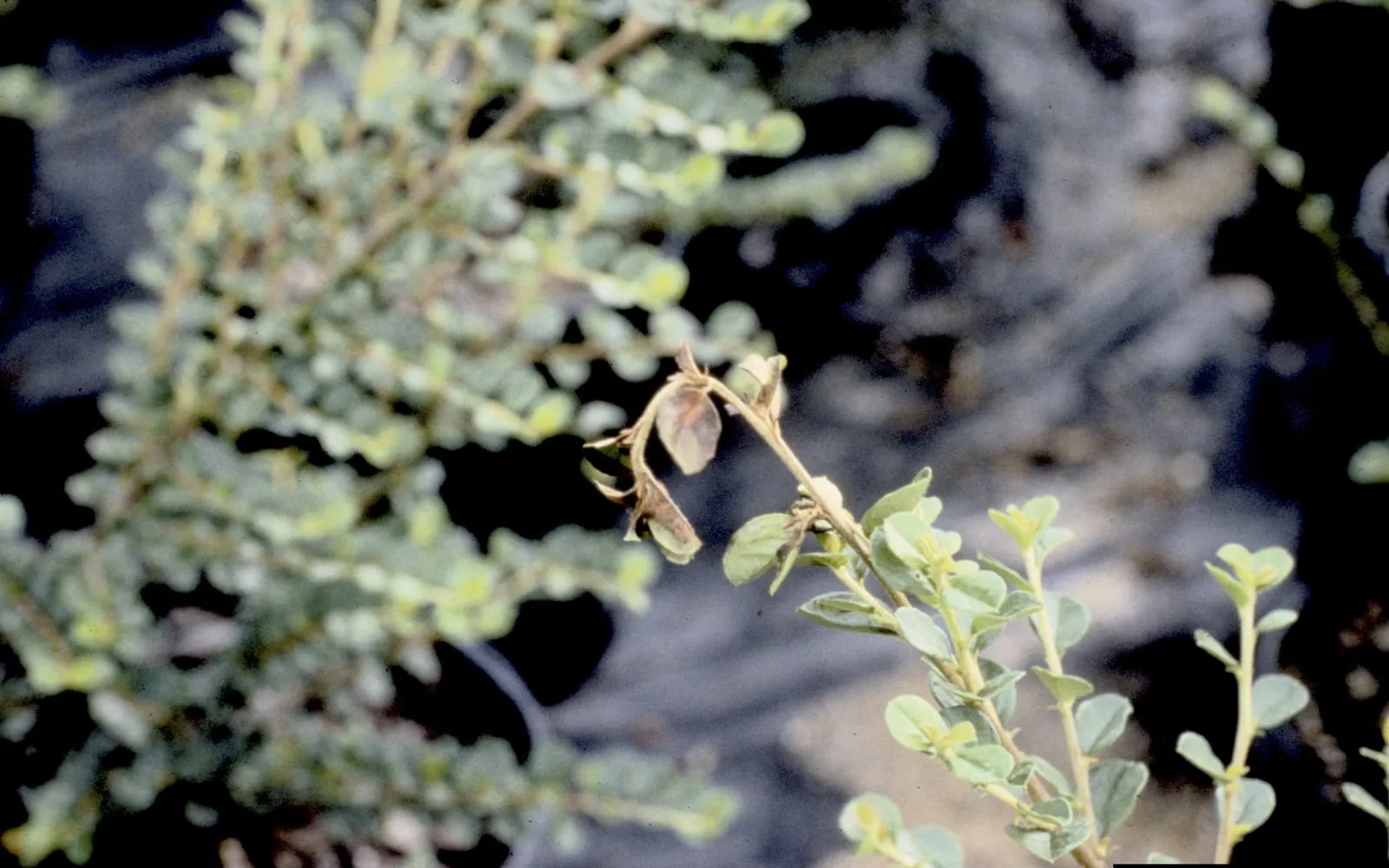 A cotoneaster shoot with a dead brown leaf and a wilted curled tip among healthy grey-green foliage