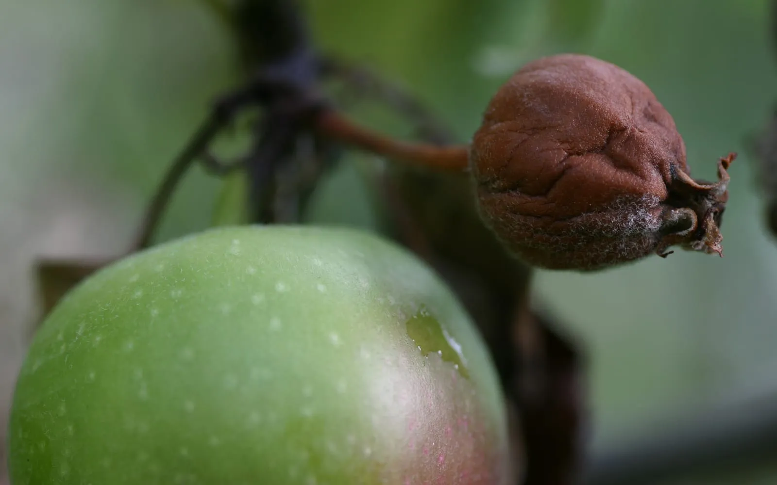 A shrivelled dark brown apple fruitlet on a blackened spur, beside a healthy green fruitlet on the same cluster