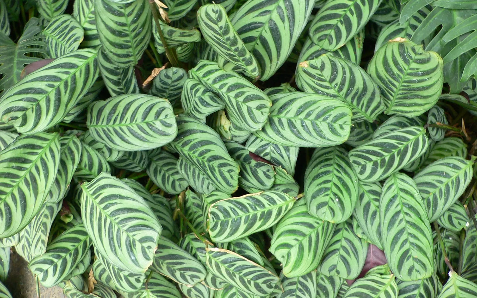 Pale green ctenanthe leaves marked with dark green bars angled out from the midrib