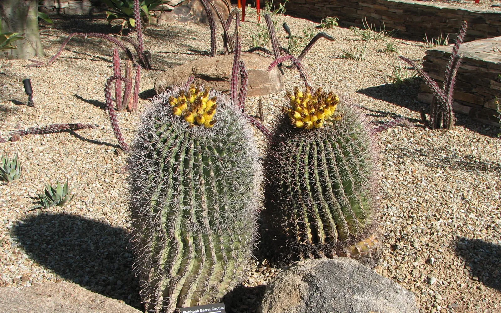 A pair of ribbed fishhook barrel cacti with hooked spines and a crown of yellow flowers