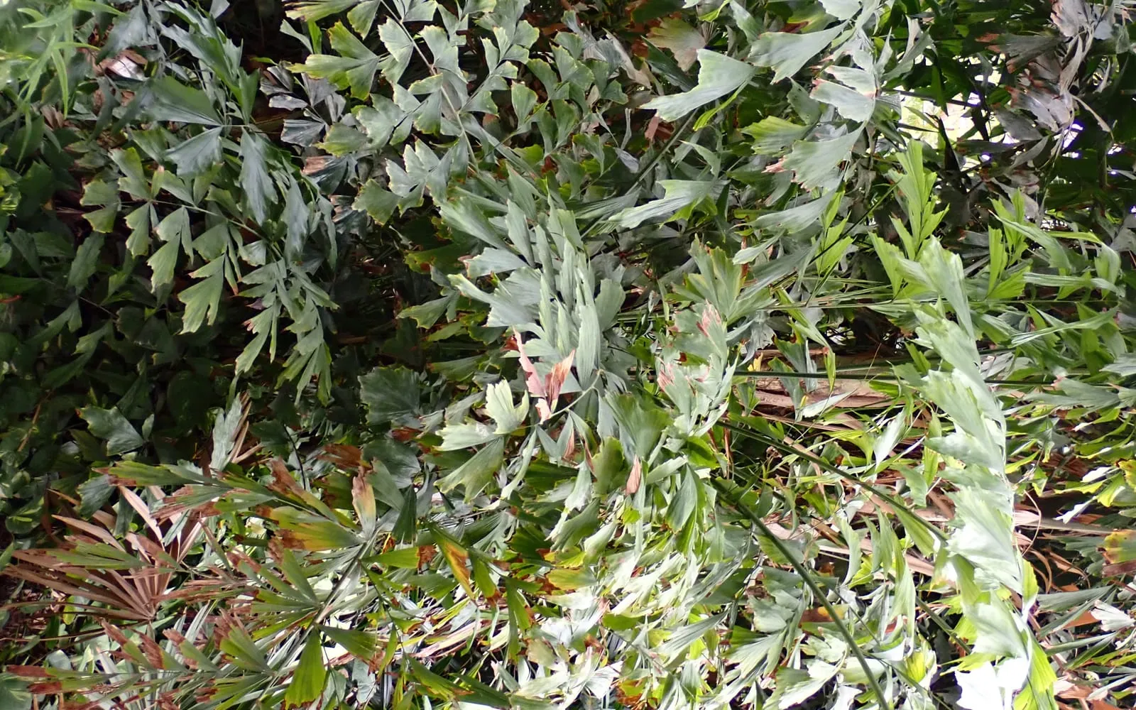 Fishtail palm foliage showing its distinctive ragged, fish-tail-shaped bipinnate leaflets
