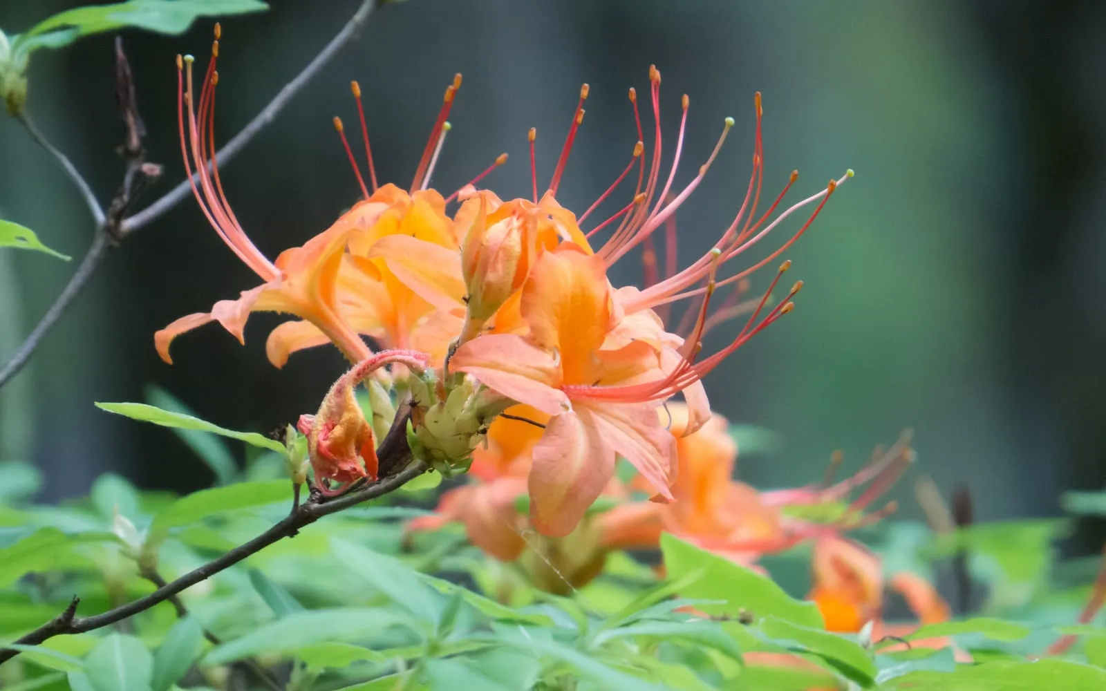 A cluster of vivid orange flame azalea flowers with long, exserted stamens, on a woodland shrub