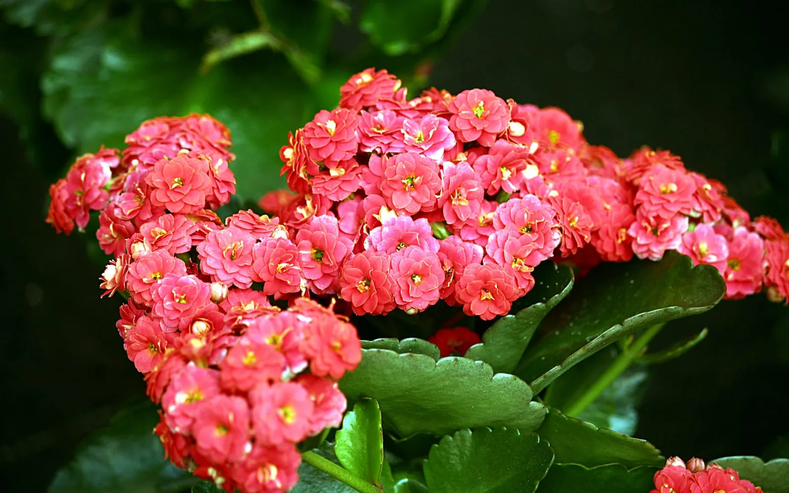 Dense heads of small double pink-red kalanchoe flowers above thick scalloped green leaves