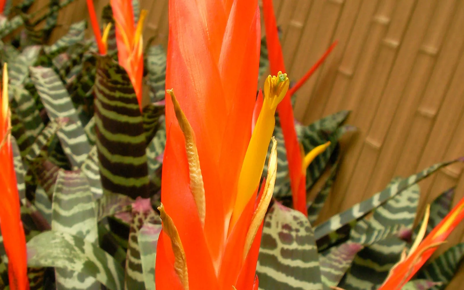 The flattened, sword-shaped orange-red bract spike of Vriesea splendens rising above its dark green leaves banded with maroon and cream