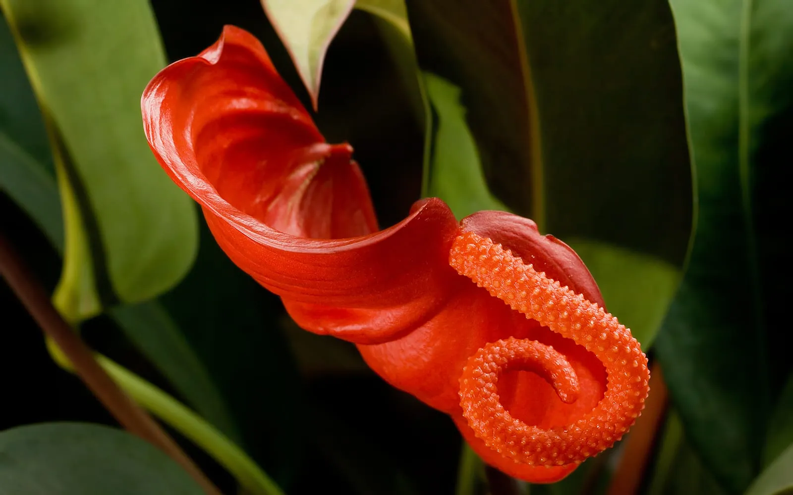 A glossy red anthurium spathe with its orange spadix curled into a tight coil, against dark green leaves