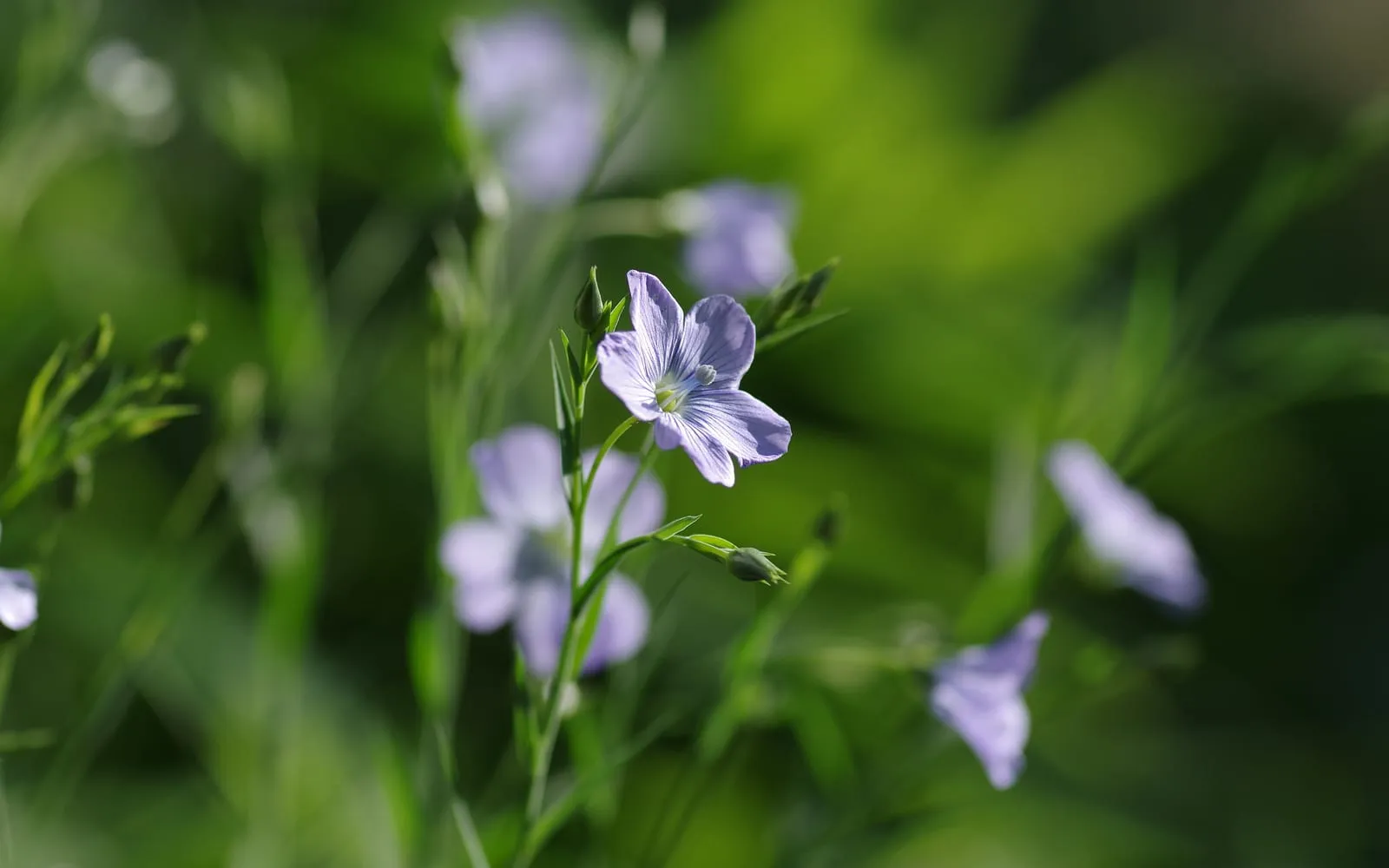 Pale blue flax flowers with five petals on fine grey-green foliage