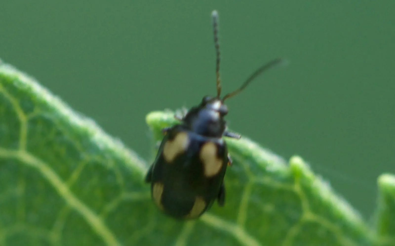 A small dark beetle with two pale yellow markings on each wing case and long antennae, sitting on a green brassica leaf