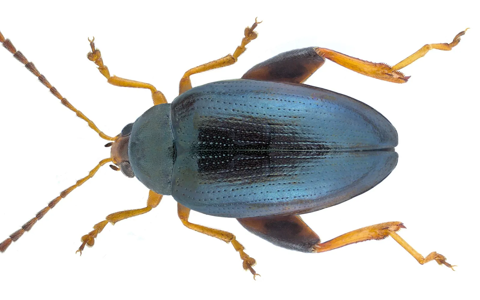 A metallic blue-black beetle photographed from above against white, with the hind thighs swollen into two dark clubs far thicker than its other legs