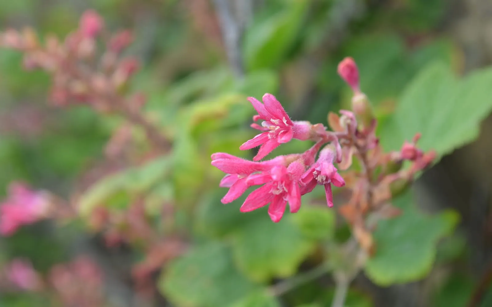 A drooping raceme of deep pink flowering currant blooms against lobed green leaves