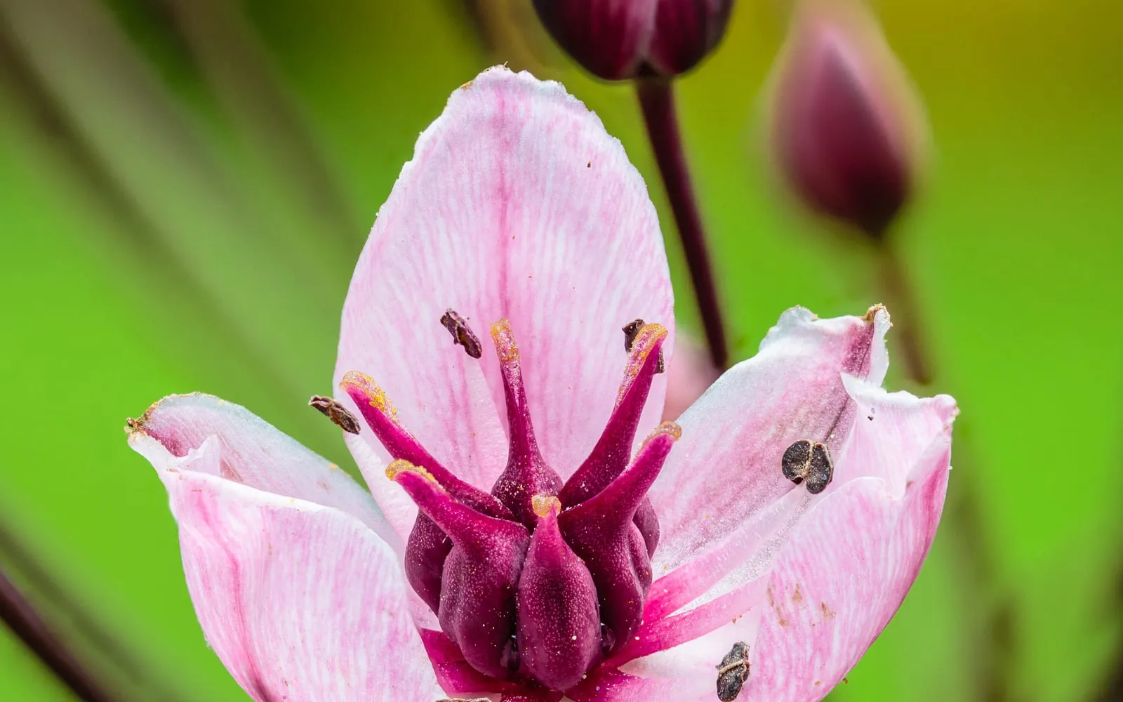 A pink flowering rush bloom with dark purple stamens, open beside two unopened buds of the same colour
