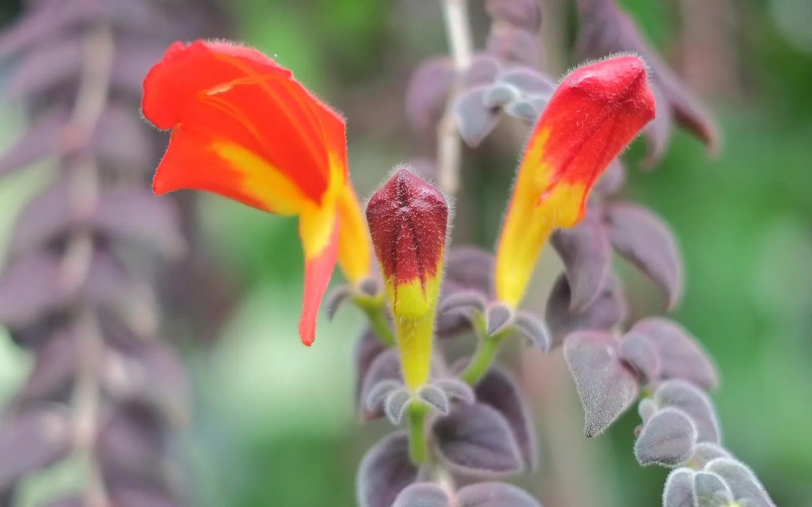 Three orange-red, fish-shaped Columnea gloriosa flowers emerging among trailing, hairy leaves