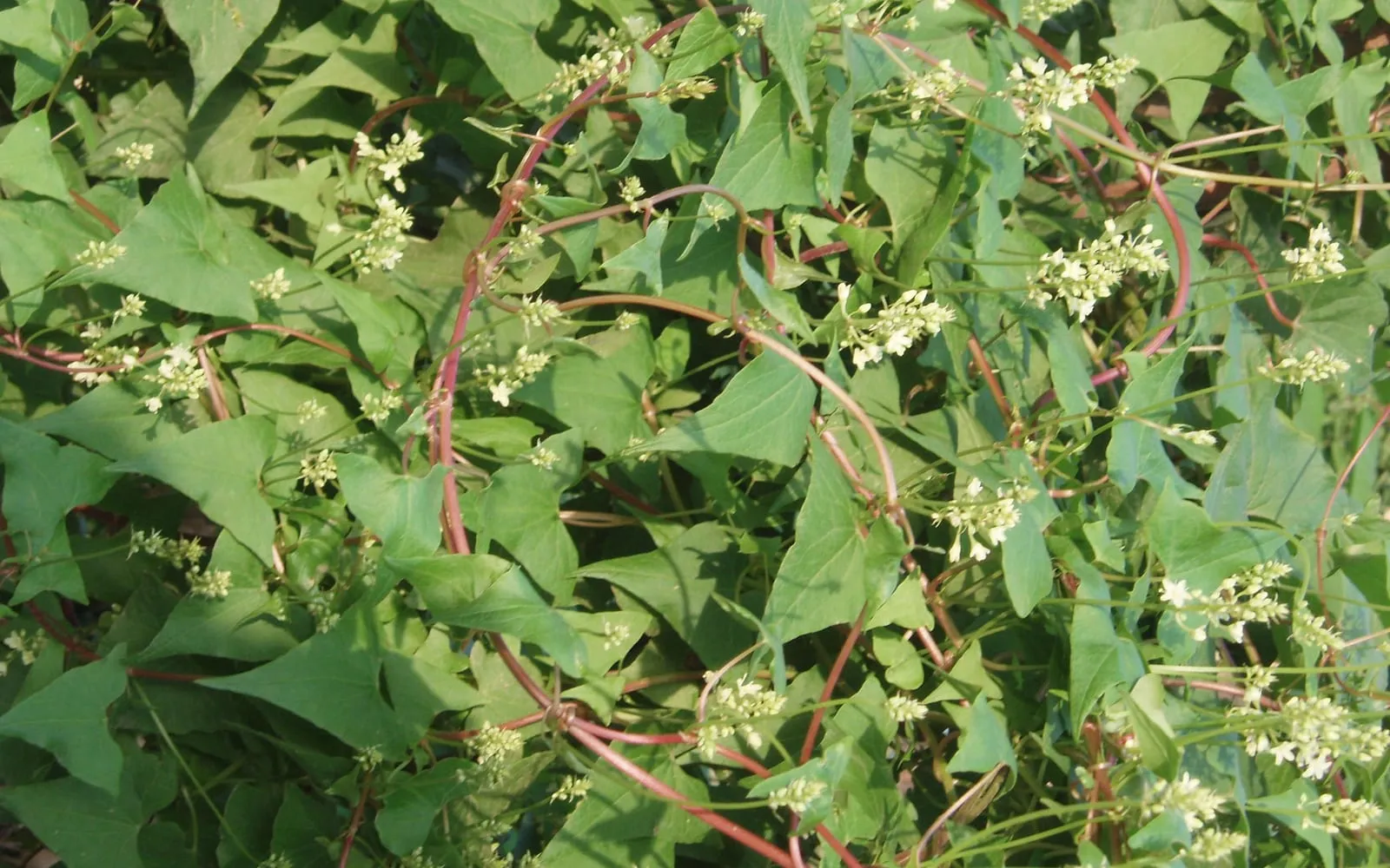 A fo-ti vine with heart-shaped leaves, reddish twining stems and sprays of small white flowers