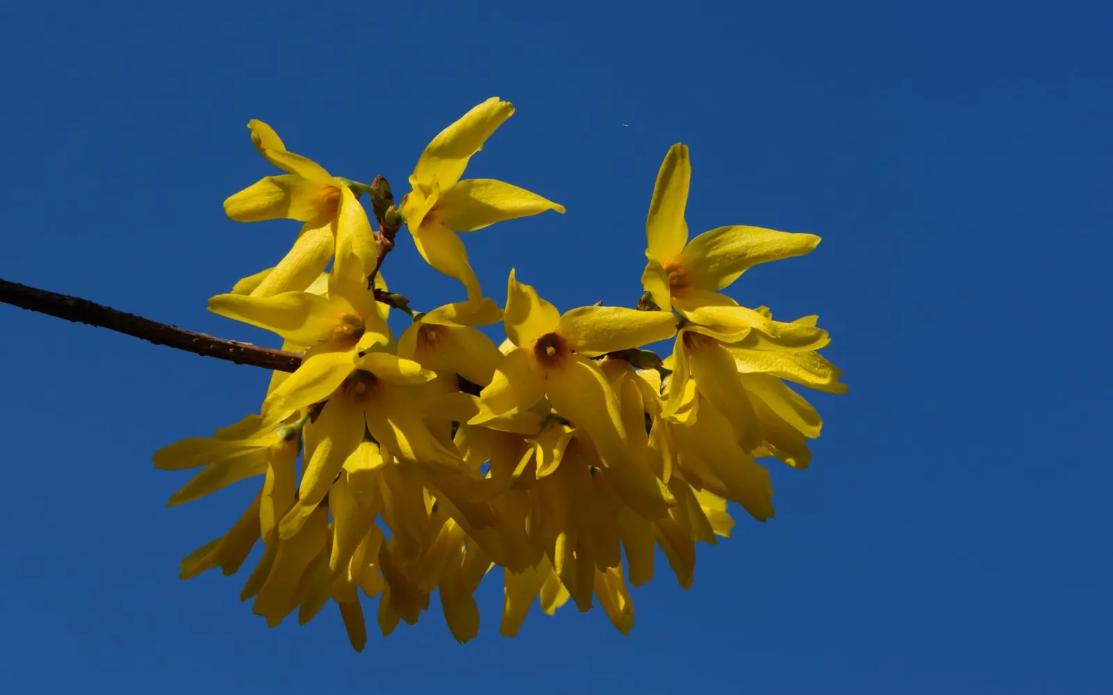 A bare forsythia branch crowded with bright yellow four-petalled flowers against a deep blue sky