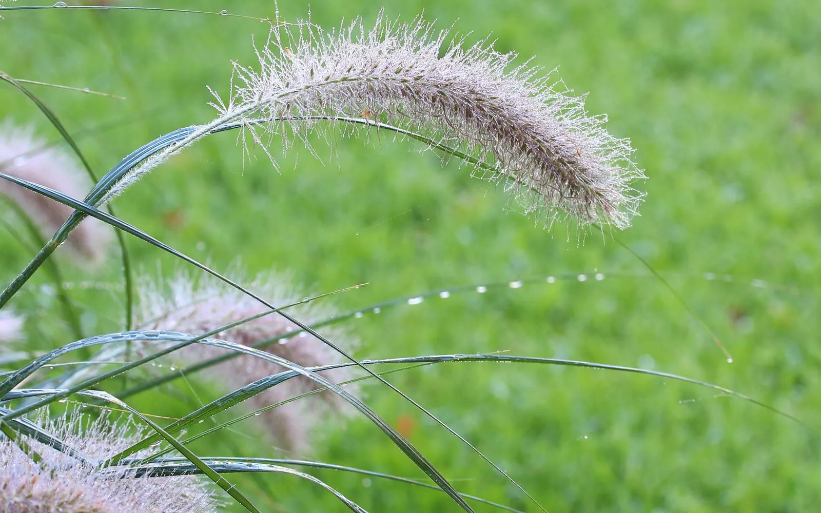 A dew-covered, arching bottlebrush flower spike of fountain grass, curving out above narrow green leaves
