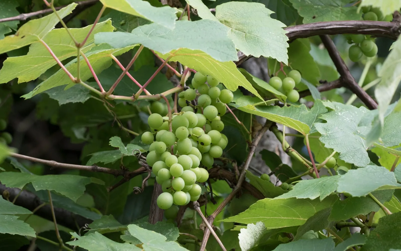A bunch of green fox grapes among the large lobed leaves of the vine