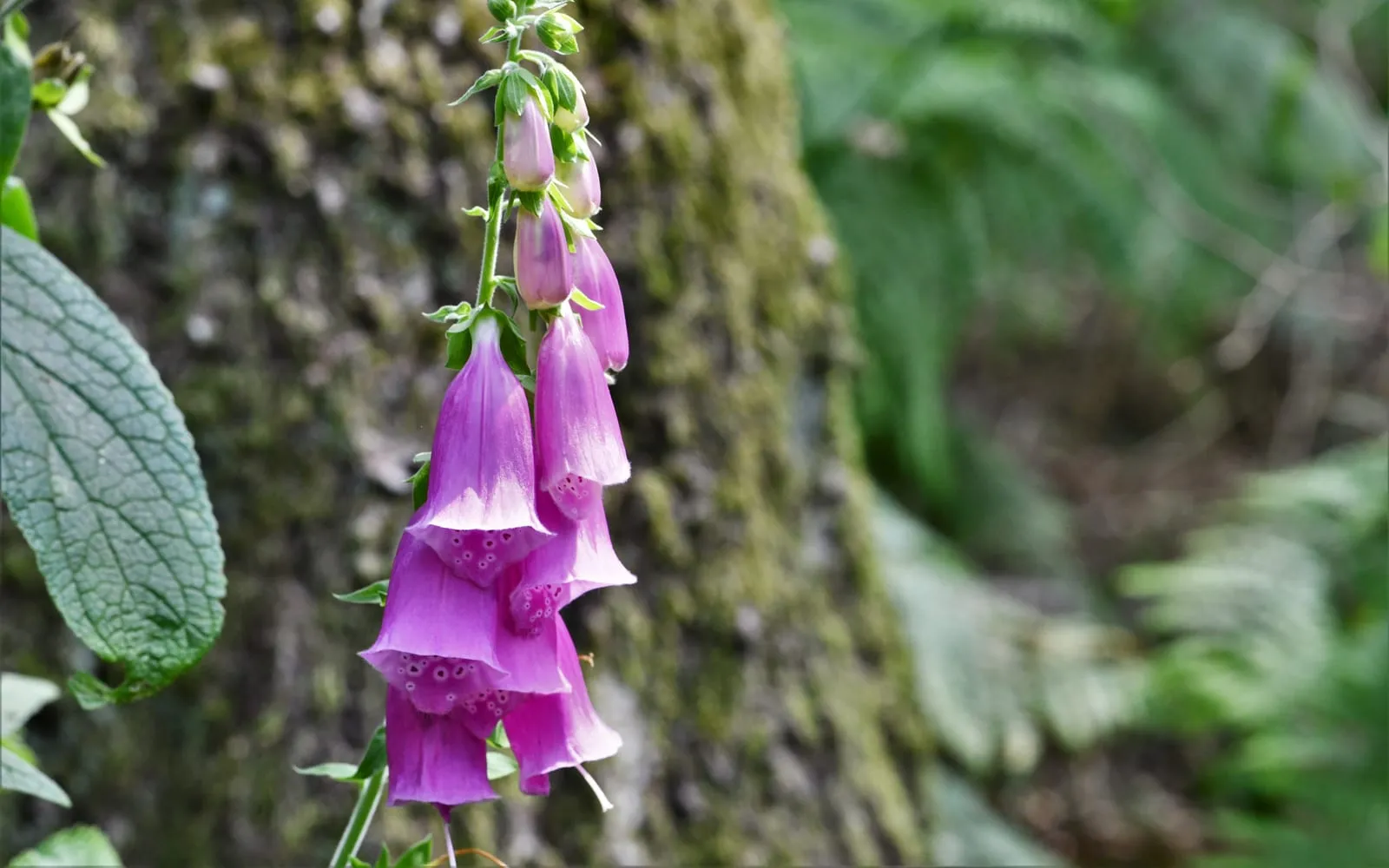 A spire of pink foxglove bells hanging against a mossy tree trunk in woodland