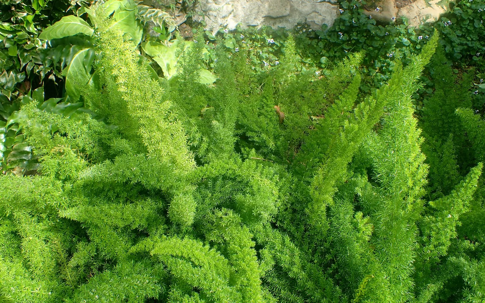 Dense, upright, plume-shaped stems of Asparagus densiflorus 'Myersii' covered in soft, bright green, needle-like foliage