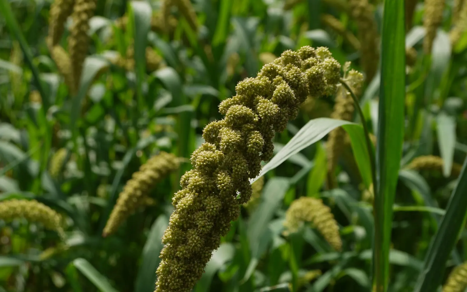 A dense cylindrical foxtail millet head nodding over among the leaves