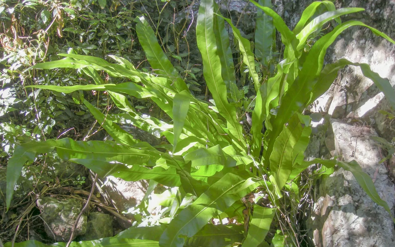 Upright undivided strap fronds of Microsorum punctatum rising in a loose rosette